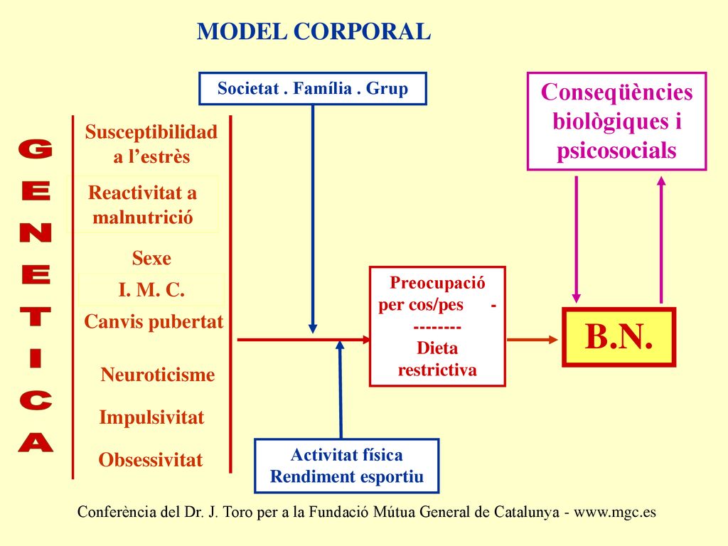 B.N. GENETICA MODEL CORPORAL Conseqüències biològiques i psicosocials