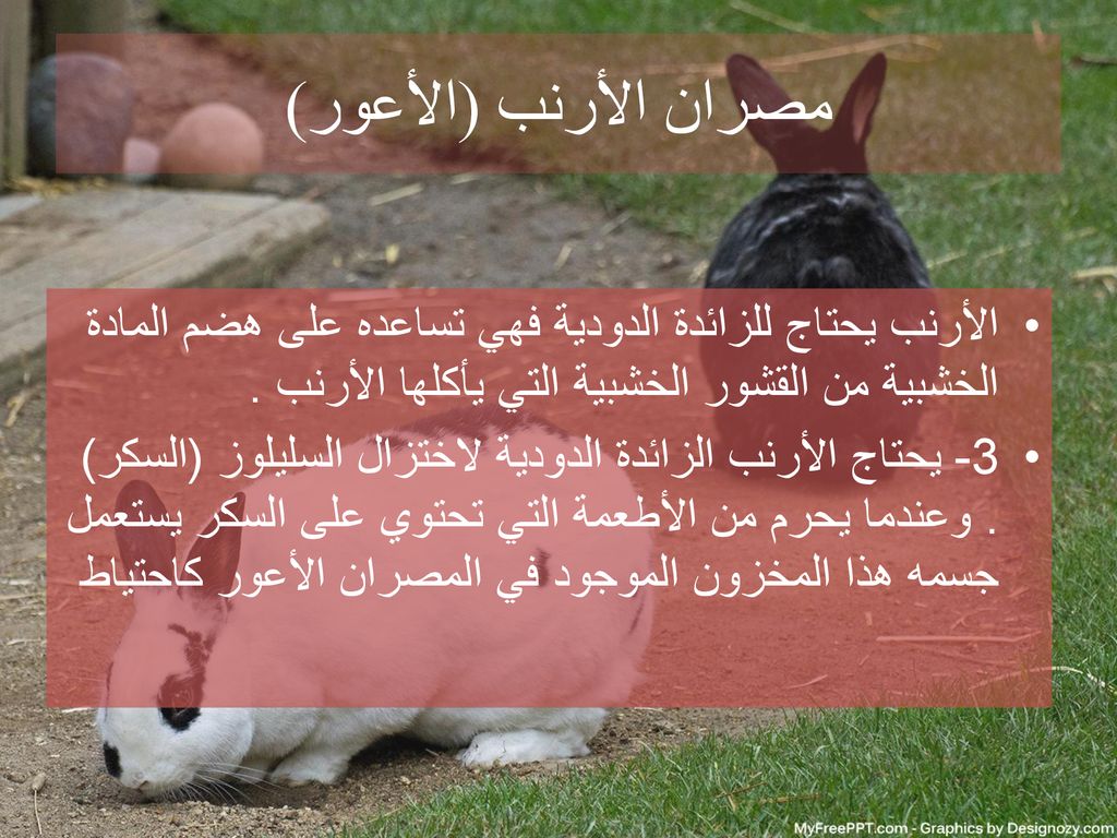 مصران الأرنب (الأعور) الأرنب يحتاج للزائدة الدودية فهي تساعده على هضم المادة الخشبية من القشور الخشبية التي يأكلها الأرنب .