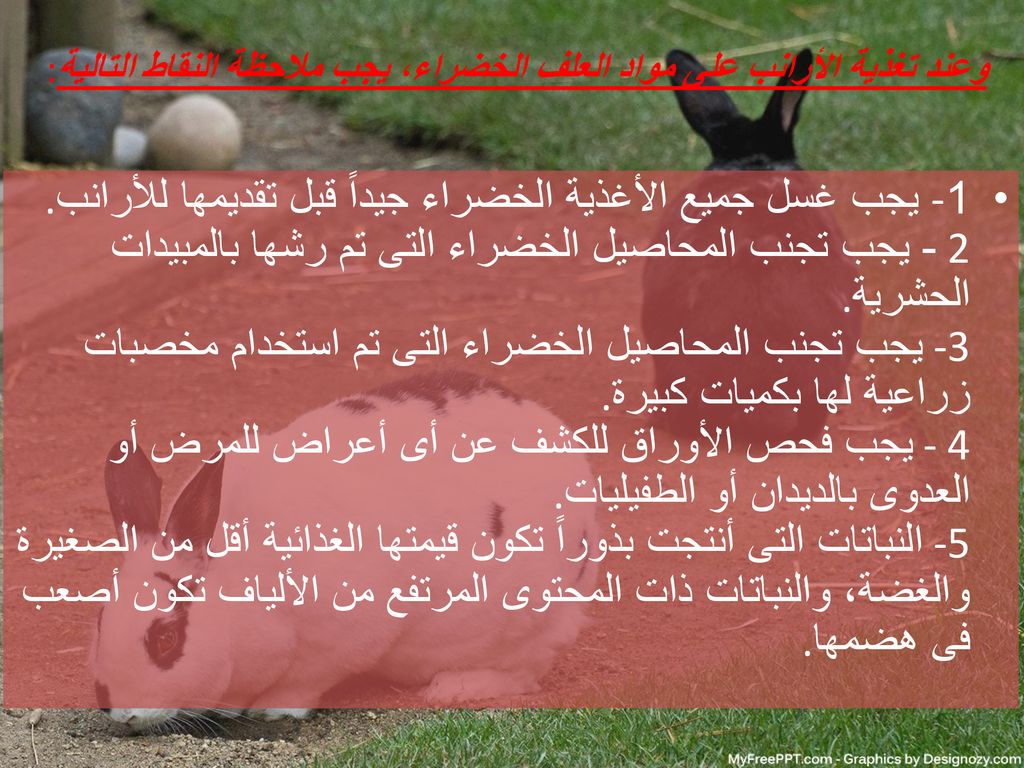 وعند تغذية الأرانب على مواد العلف الخضراء، يجب ملاحظة النقاط التالية:
