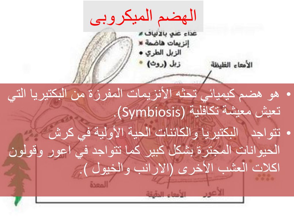 الهضم الميكروبى هو هضم كيميائي تحثه الأنزيمات المفرزة من البكتيريا التي تعيش معيشة تكافلية (Symbiosis).