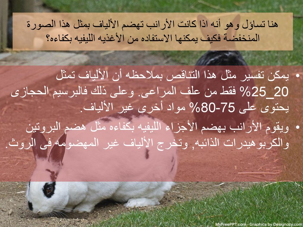 هنا تساؤل وهو أنه اذا كانت الأرانب تهضم الألياف بمثل هذا الصورة المنخفضة فكيف يمكنها الاستفاده من الأغذيه الليفيه بكفاءه؟