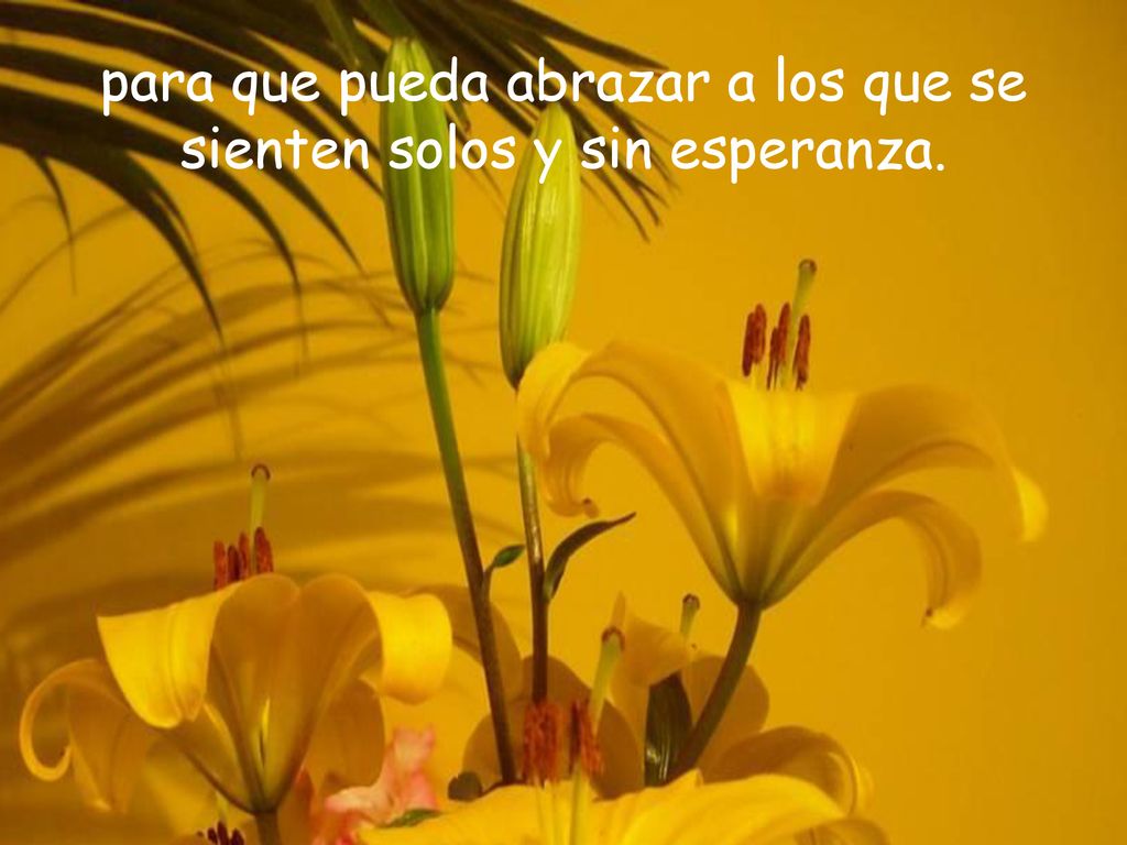 para que pueda abrazar a los que se sienten solos y sin esperanza.