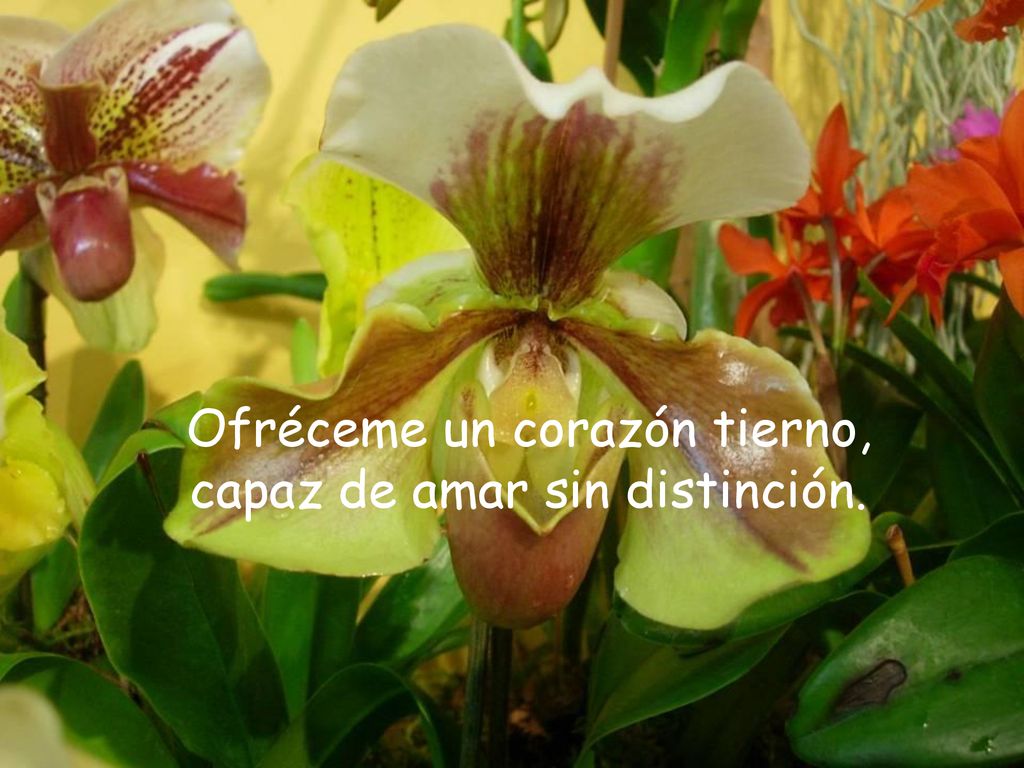 Ofréceme un corazón tierno, capaz de amar sin distinción.