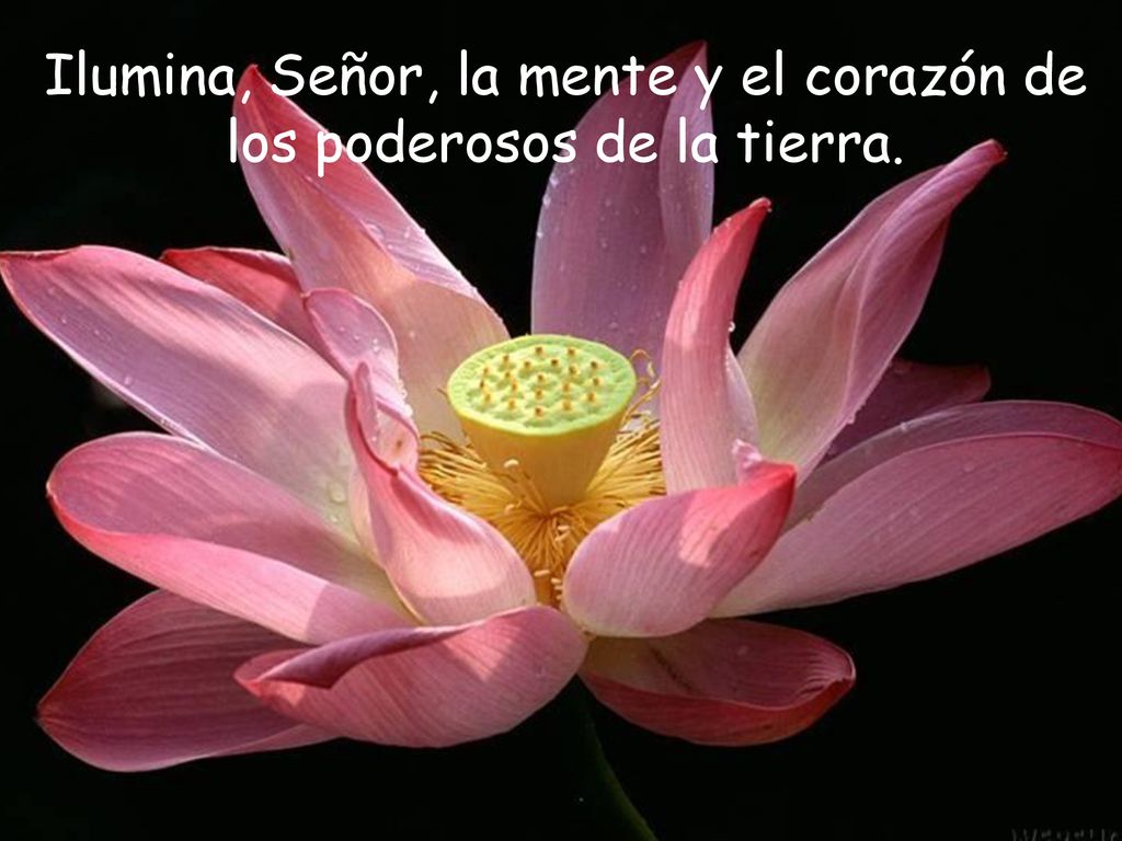Ilumina, Señor, la mente y el corazón de los poderosos de la tierra.