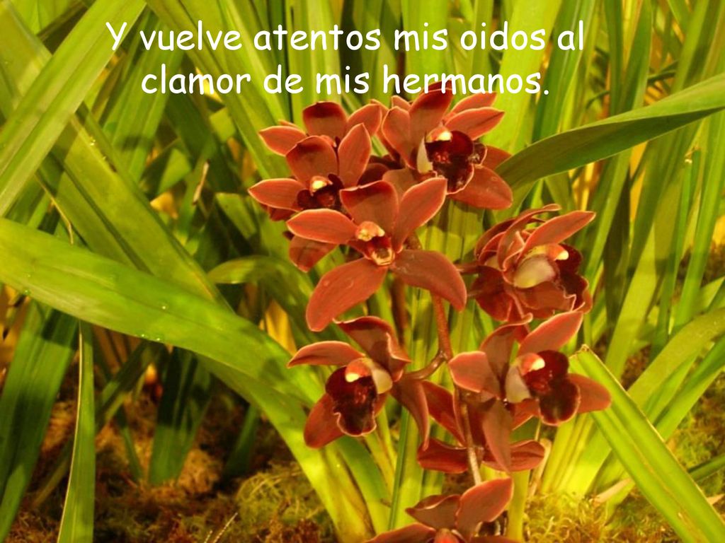 Y vuelve atentos mis oidos al clamor de mis hermanos.
