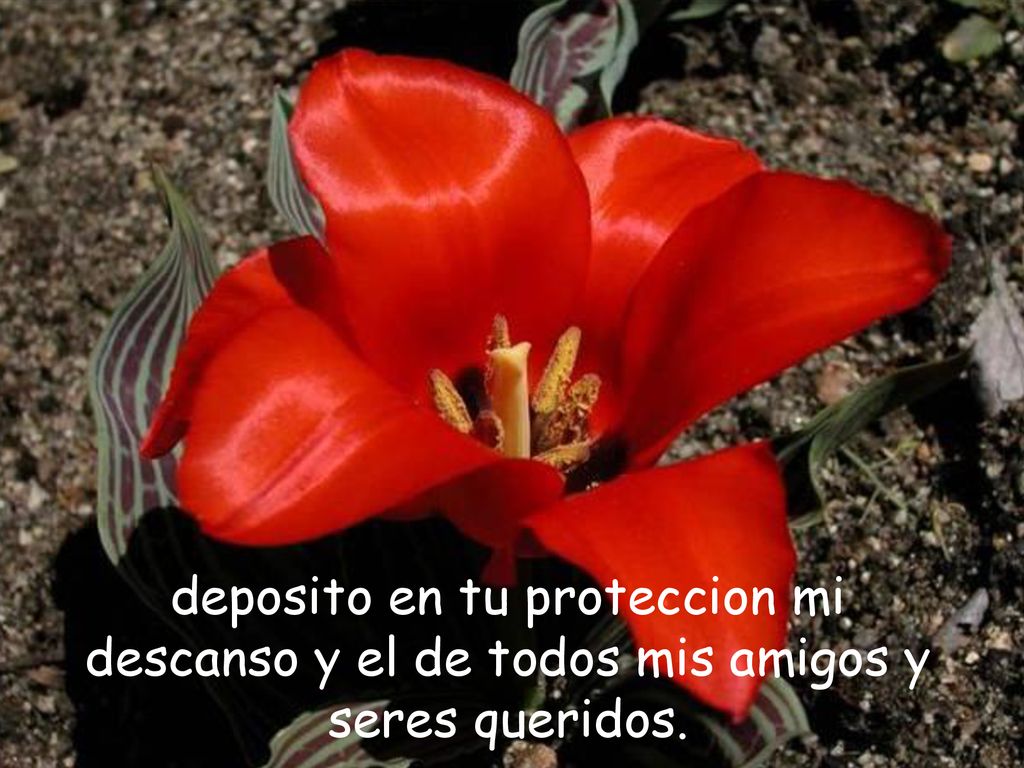 deposito en tu proteccion mi descanso y el de todos mis amigos y seres queridos.