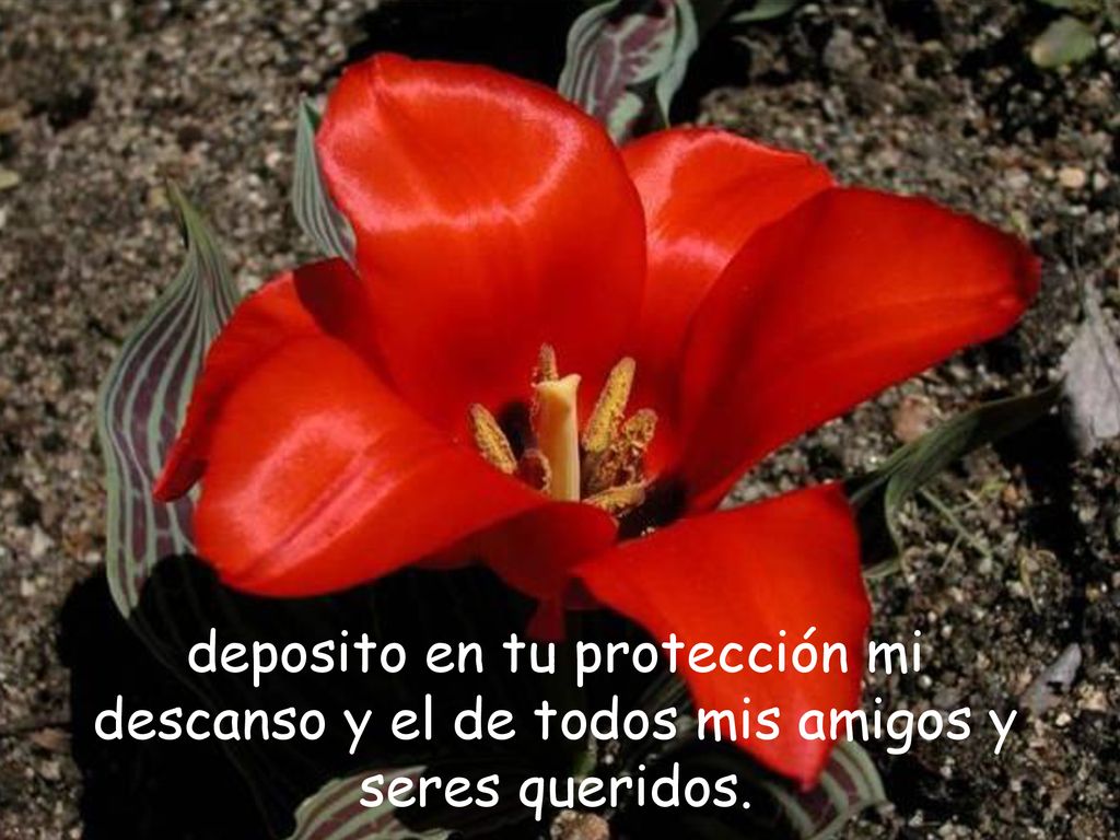 deposito en tu protección mi descanso y el de todos mis amigos y seres queridos.