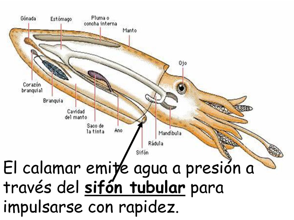 El calamar emite agua a presión a través del sifón tubular para impulsarse con rapidez.