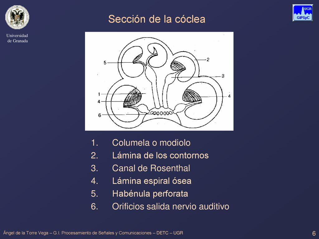 Sección de la cóclea Columela o modiolo Lámina de los contornos