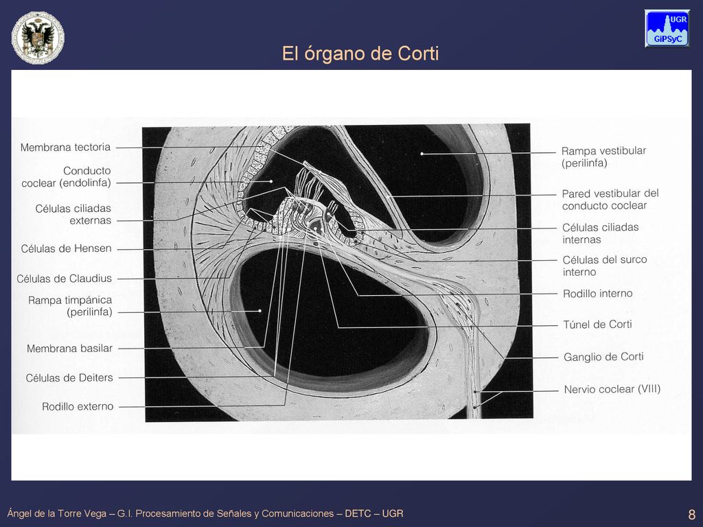 El órgano de Corti Ángel de la Torre Vega – G.I.