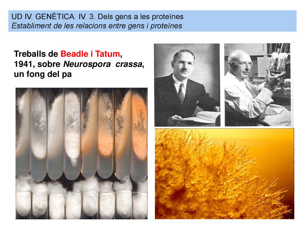 UD IV. GENÈTICA. IV. 3. Dels gens a les proteïnes