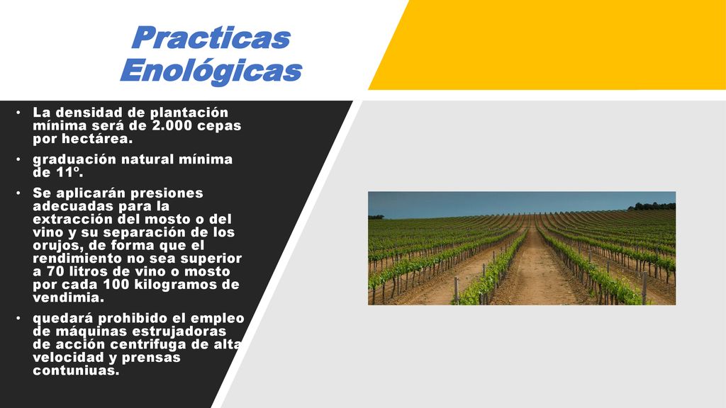 Practicas Enológicas La densidad de plantación mínima será de cepas por hectárea. graduación natural mínima de 11º.