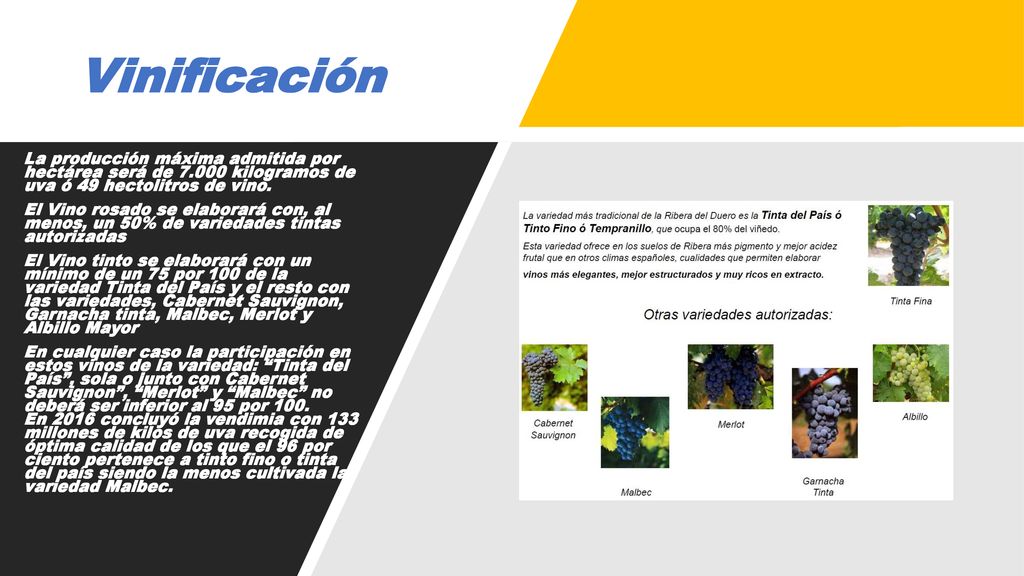 Vinificación La producción máxima admitida por hectárea será de kilogramos de uva ó 49 hectolitros de vino.