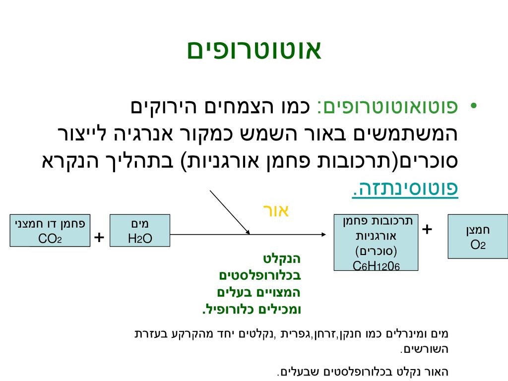 אוטוטרופים פוטואוטוטרופים: כמו הצמחים הירוקים המשתמשים באור השמש כמקור אנרגיה לייצור סוכרים(תרכובות פחמן אורגניות) בתהליך הנקרא פוטוסינתזה.