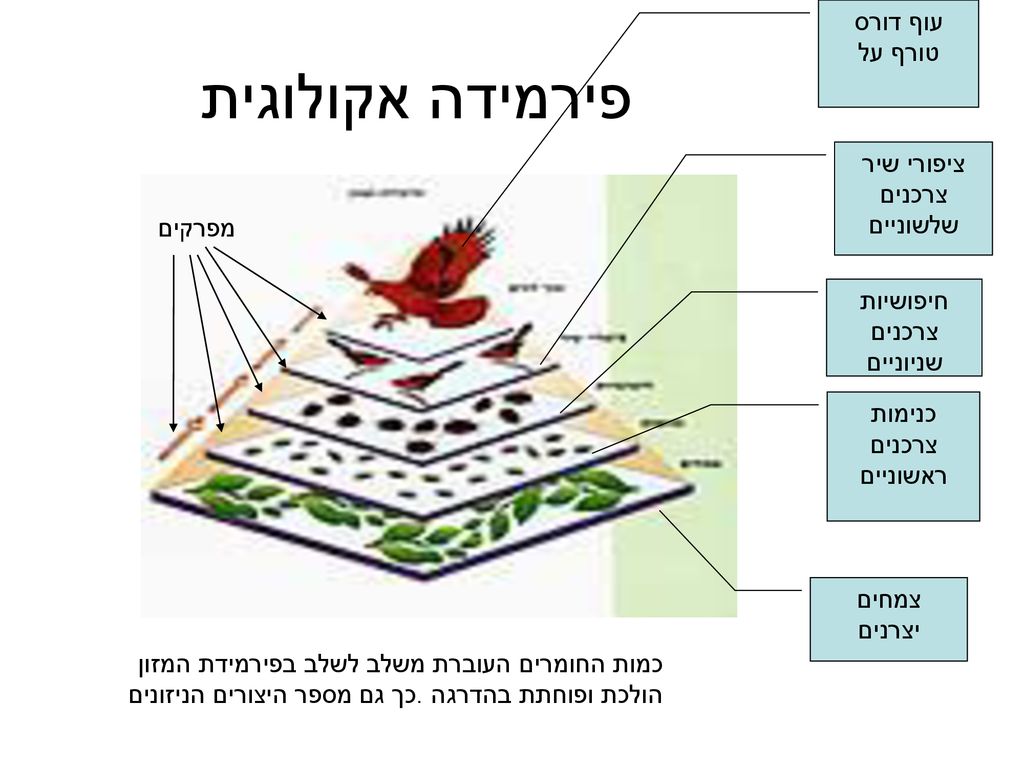 פירמידה אקולוגית עוף דורס טורף על ציפורי שיר צרכנים שלשוניים מפרקים