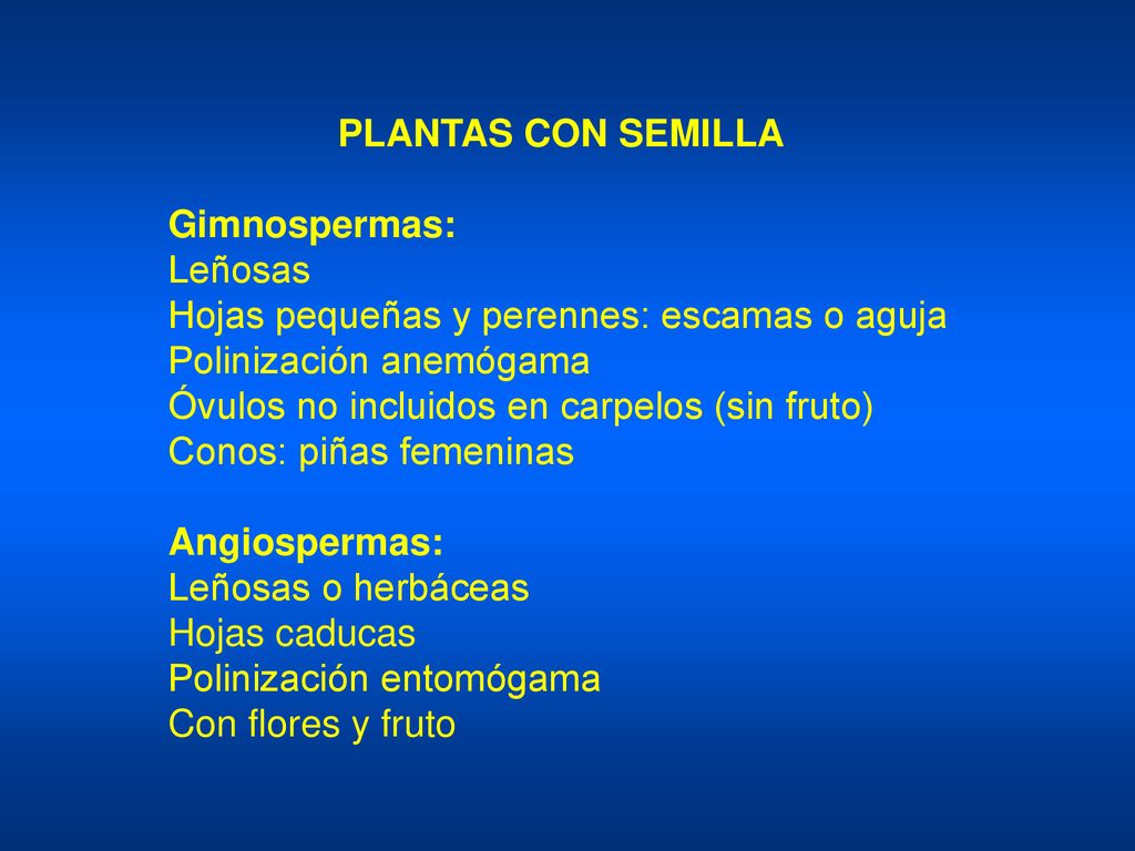 PLANTAS CON SEMILLA Gimnospermas: Leñosas. Hojas pequeñas y perennes: escamas o aguja. Polinización anemógama.