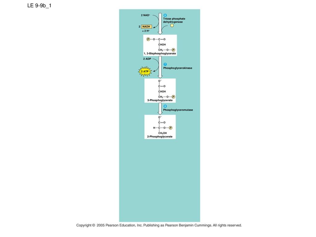 LE 9-9b_1 2 NAD+ Triose phosphate dehydrogenase 2 NADH + 2 H+