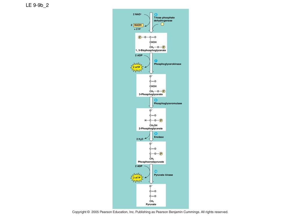 LE 9-9b_2 2 NAD+ Triose phosphate dehydrogenase 2 NADH + 2 H+