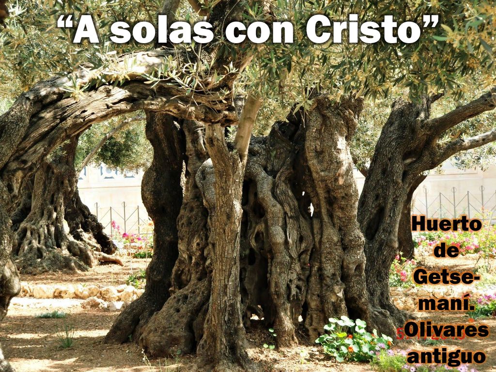 A solas con Cristo Huerto de Getse- maní. Olivares antiguos