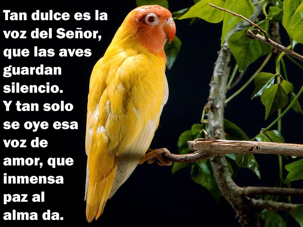 Tan dulce es la voz del Señor, que las aves guardan silencio