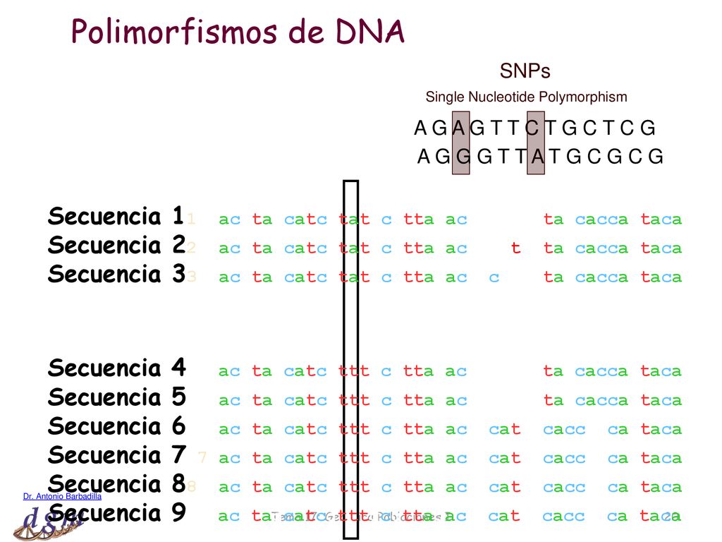 Polimorfismos de DNA SNPs. Single Nucleotide Polymorphism. A G A G T T C T G C T C G. A G G G T T A T G C G C G.