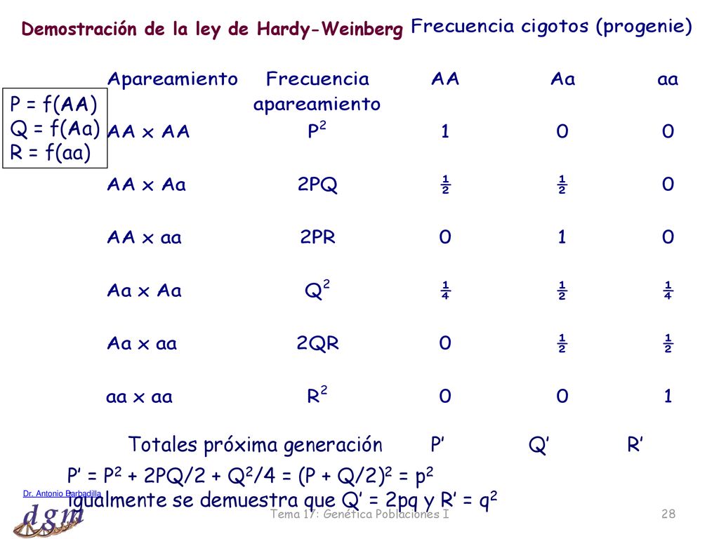 Totales próxima generación P’ Q’ R’ P = f(AA) Q = f(Aa) R = f(aa)