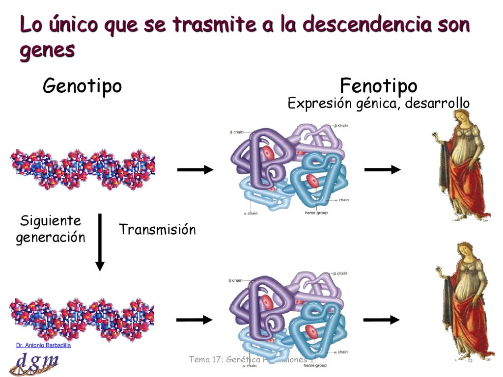 Lo único que se trasmite a la descendencia son genes