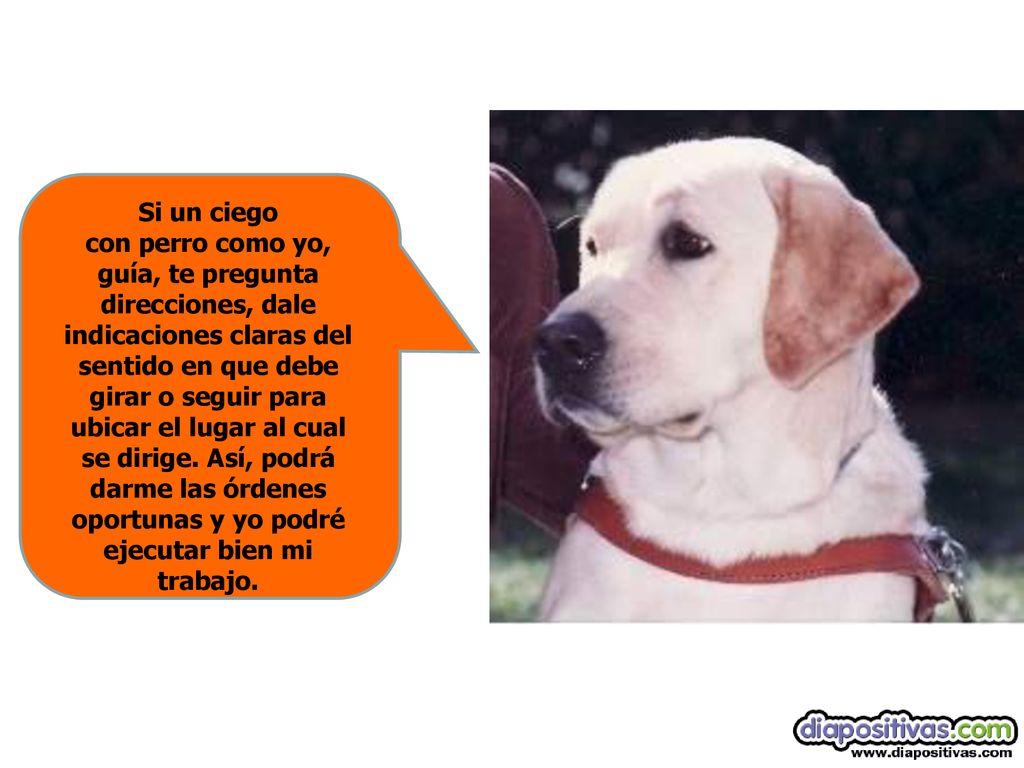 Si un ciego con perro como yo, guía, te pregunta direcciones, dale indicaciones claras del sentido en que debe girar o seguir para ubicar el lugar al cual se dirige.