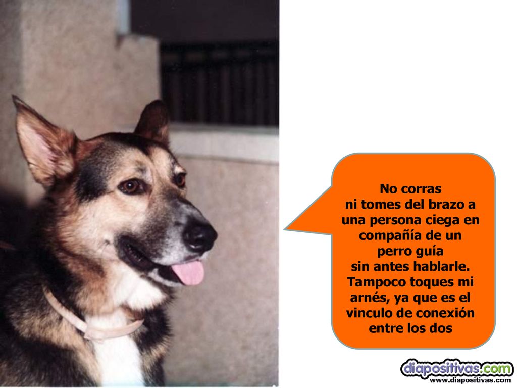 No corras ni tomes del brazo a una persona ciega en compañía de un perro guía sin antes hablarle.
