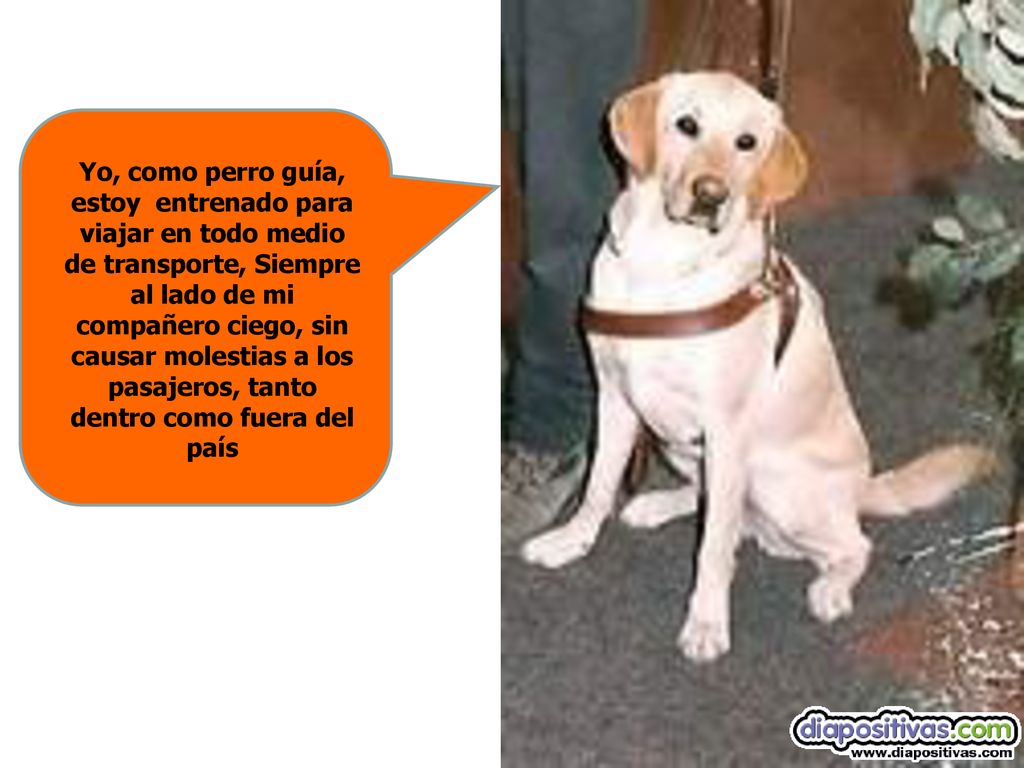 Yo, como perro guía, estoy entrenado para viajar en todo medio de transporte, Siempre al lado de mi compañero ciego, sin causar molestias a los pasajeros, tanto dentro como fuera del país
