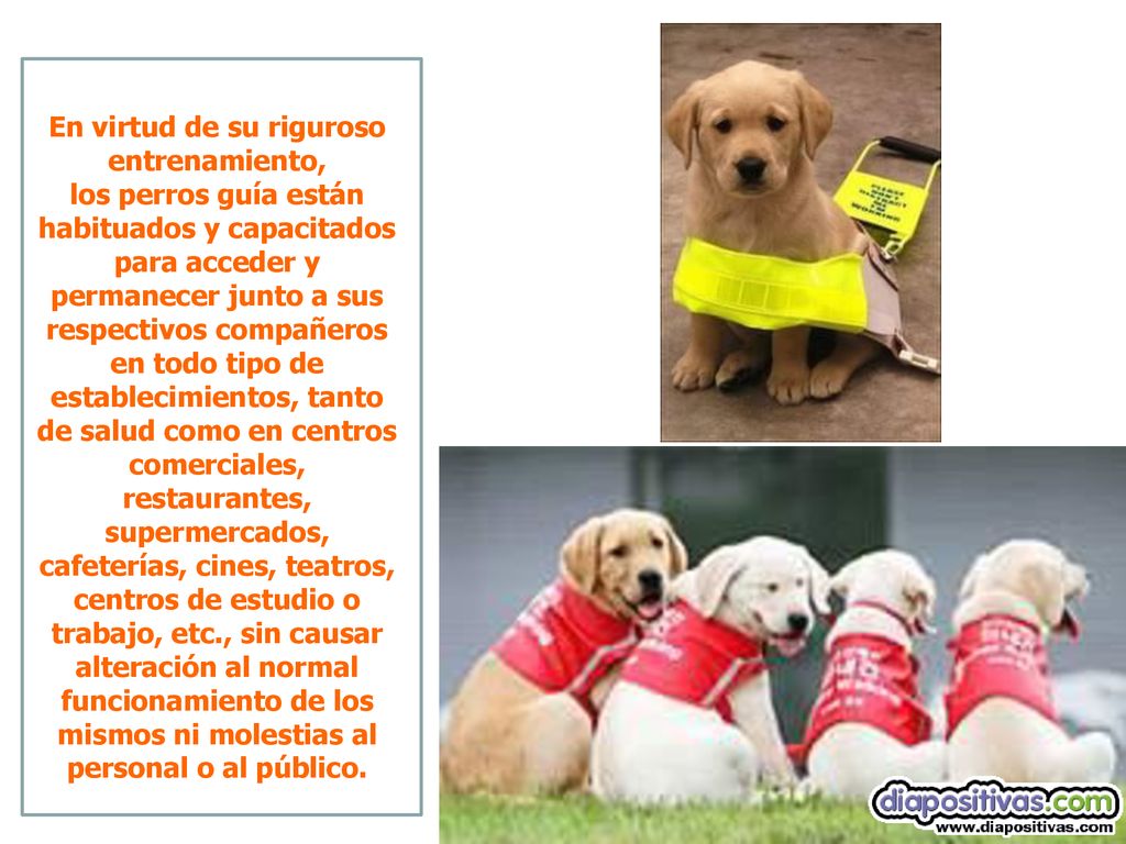 En virtud de su riguroso entrenamiento, los perros guía están habituados y capacitados para acceder y permanecer junto a sus respectivos compañeros en todo tipo de establecimientos, tanto de salud como en centros comerciales, restaurantes, supermercados, cafeterías, cines, teatros, centros de estudio o trabajo, etc., sin causar alteración al normal funcionamiento de los mismos ni molestias al personal o al público.