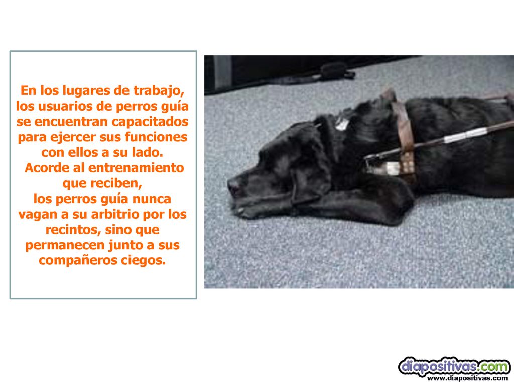 En los lugares de trabajo, los usuarios de perros guía se encuentran capacitados para ejercer sus funciones con ellos a su lado.