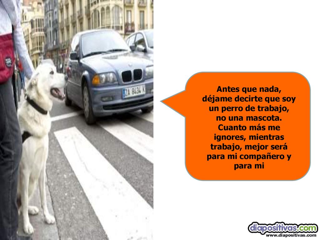 Antes que nada, déjame decirte que soy un perro de trabajo, no una mascota.