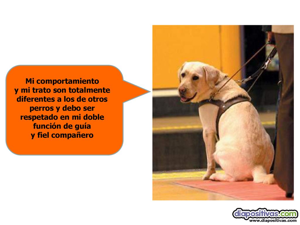 Mi comportamiento y mi trato son totalmente diferentes a los de otros perros y debo ser respetado en mi doble función de guía y fiel compañero