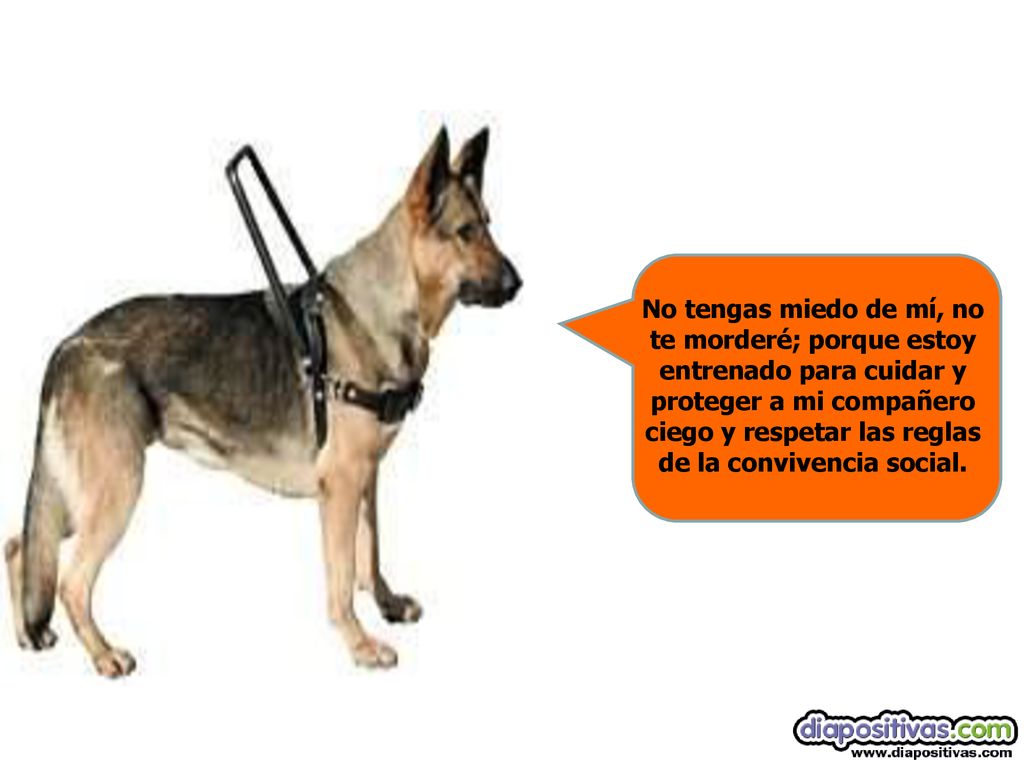 No tengas miedo de mí, no te morderé; porque estoy entrenado para cuidar y proteger a mi compañero ciego y respetar las reglas de la convivencia social.