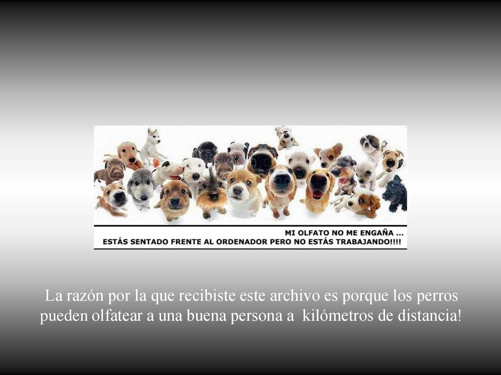 La razón por la que recibiste este archivo es porque los perros pueden olfatear a una buena persona a kilómetros de distancia!