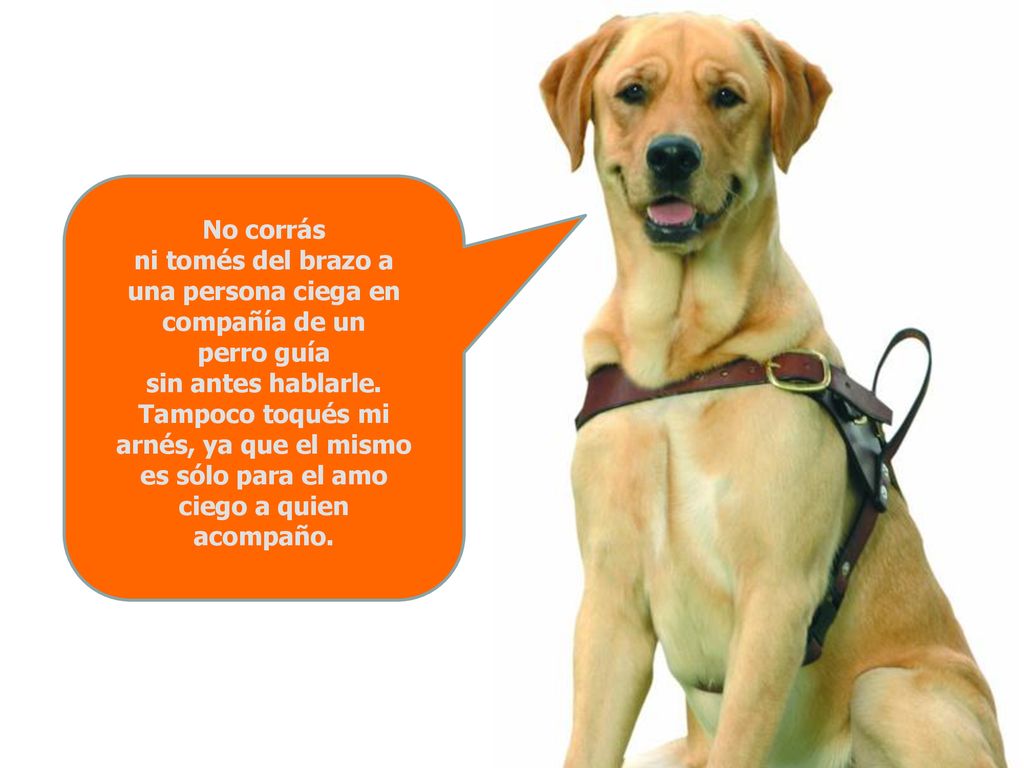 No corrás ni tomés del brazo a una persona ciega en compañía de un perro guía sin antes hablarle.