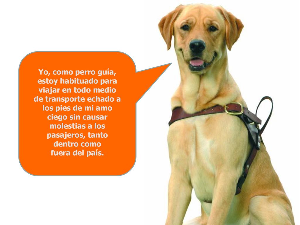 Yo, como perro guía, estoy habituado para viajar en todo medio de transporte echado a los pies de mi amo ciego sin causar molestias a los pasajeros, tanto dentro como fuera del país.