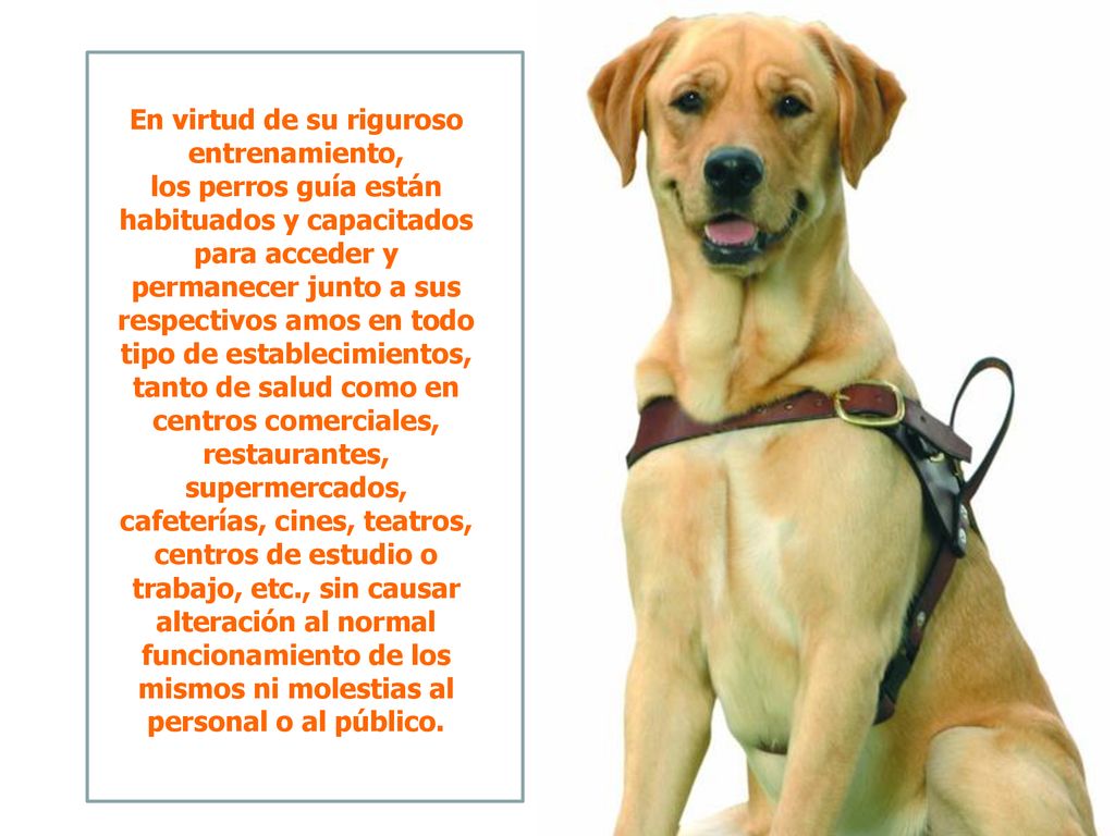 En virtud de su riguroso entrenamiento, los perros guía están habituados y capacitados para acceder y permanecer junto a sus respectivos amos en todo tipo de establecimientos, tanto de salud como en centros comerciales, restaurantes, supermercados, cafeterías, cines, teatros, centros de estudio o trabajo, etc., sin causar alteración al normal funcionamiento de los mismos ni molestias al personal o al público.
