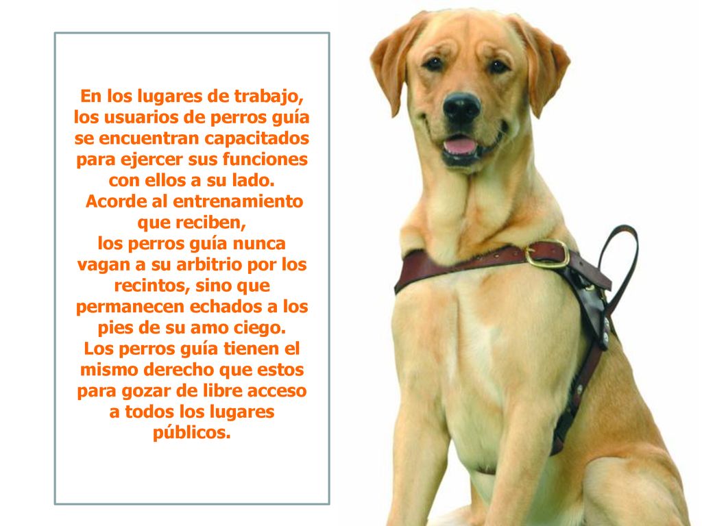 En los lugares de trabajo, los usuarios de perros guía se encuentran capacitados para ejercer sus funciones con ellos a su lado. Acorde al entrenamiento que reciben, los perros guía nunca vagan a su arbitrio por los recintos, sino que permanecen echados a los pies de su amo ciego.