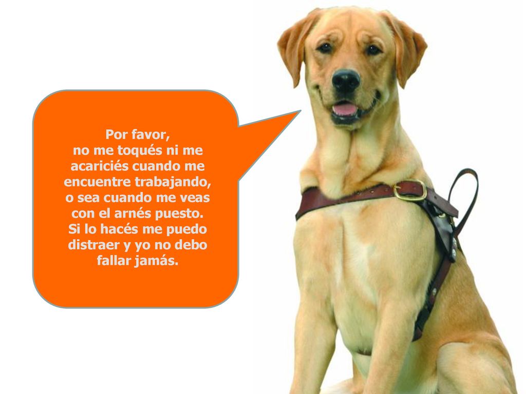 Por favor, no me toqués ni me acariciés cuando me encuentre trabajando, o sea cuando me veas con el arnés puesto.