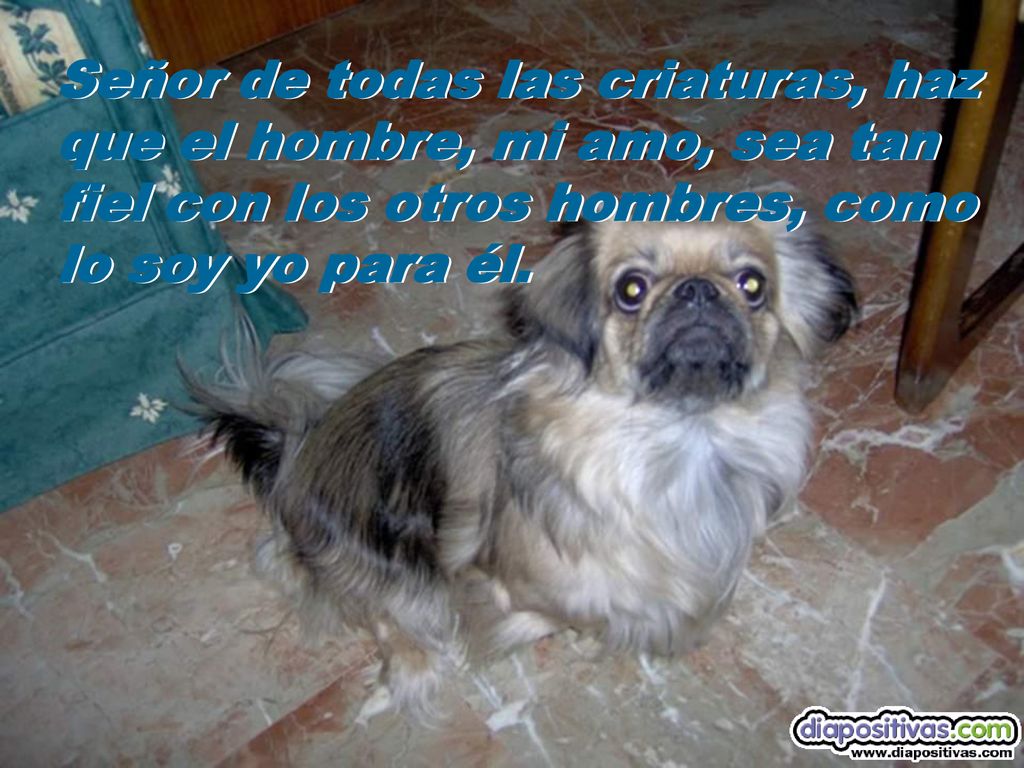 Señor de todas las criaturas, haz que el hombre, mi amo, sea tan fiel con los otros hombres, como lo soy yo para él.