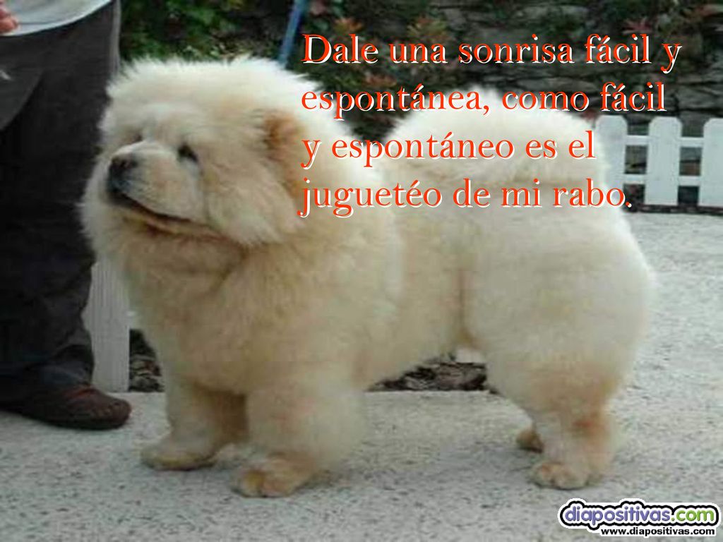 Dale una sonrisa fácil y espontánea, como fácil y espontáneo es el juguetéo de mi rabo.