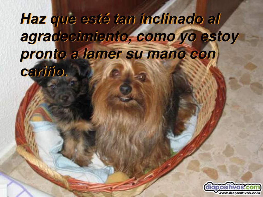 Haz que esté tan inclinado al agradecimiento, como yo estoy pronto a lamer su mano con cariño.