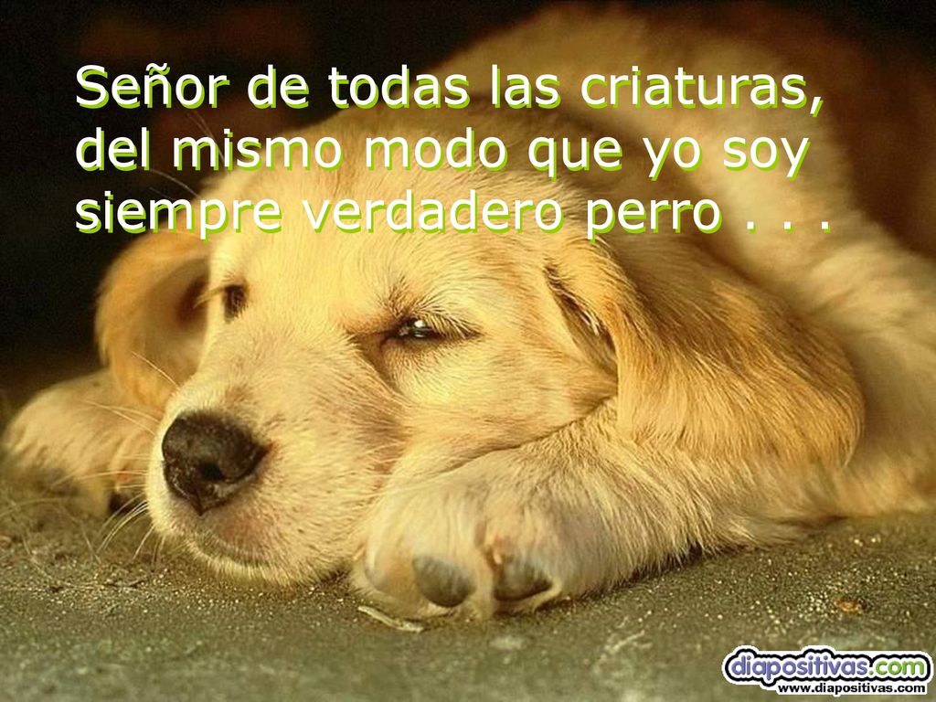 Señor de todas las criaturas, del mismo modo que yo soy siempre verdadero perro . . .