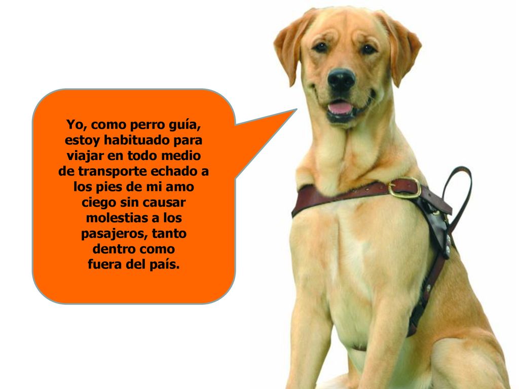Yo, como perro guía, estoy habituado para viajar en todo medio de transporte echado a los pies de mi amo ciego sin causar molestias a los pasajeros, tanto dentro como fuera del país.