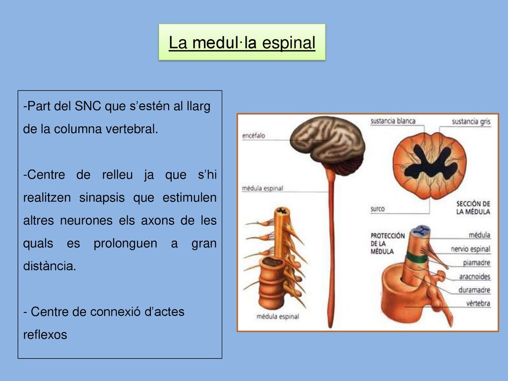 La medul·la espinal Part del SNC que s’estén al llarg de la columna vertebral.