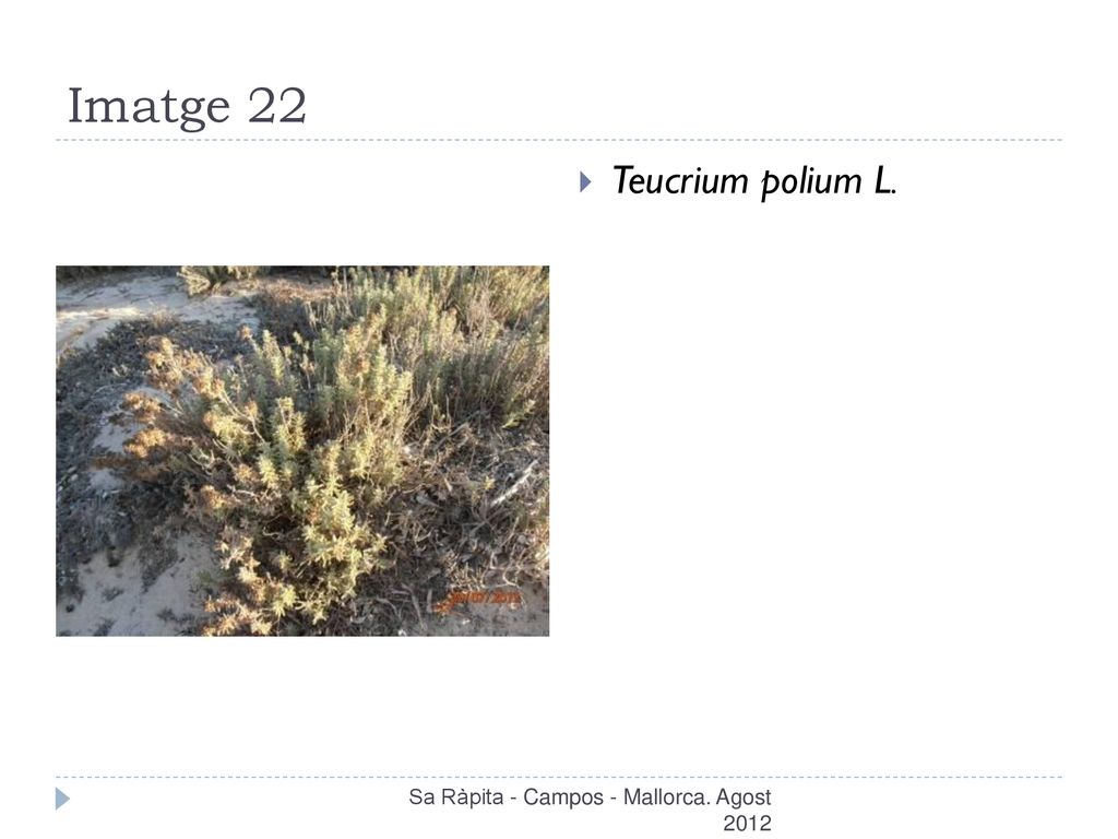 Imatge 22 Teucrium polium L. Sa Ràpita - Campos - Mallorca. Agost 2012