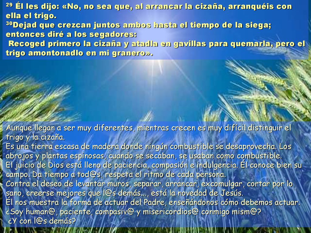 29 Él les dijo: «No, no sea que, al arrancar la cizaña, arranquéis con ella el trigo. 30Dejad que crezcan juntos ambos hasta el tiempo de la siega; entonces diré a los segadores: Recoged primero la cizaña y atadla en gavillas para quemarla, pero el trigo amontonadlo en mi granero».