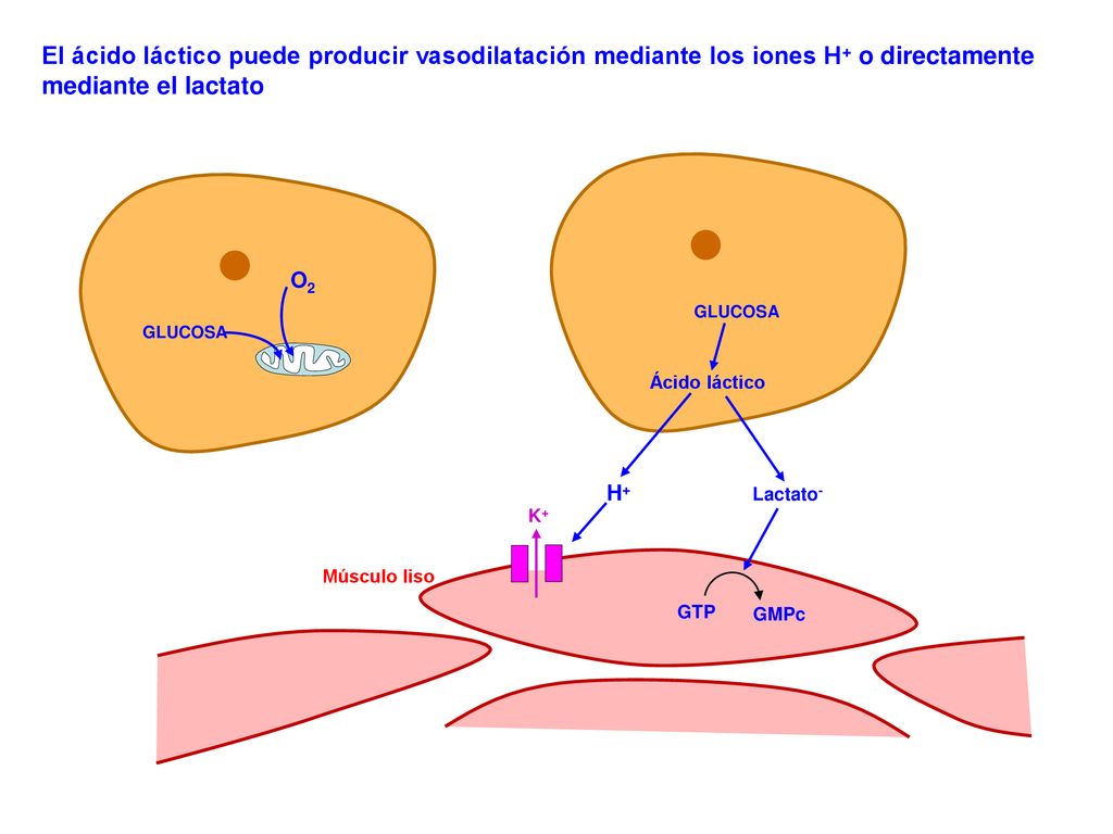 El ácido láctico puede producir vasodilatación mediante los iones H+ o directamente mediante el lactato